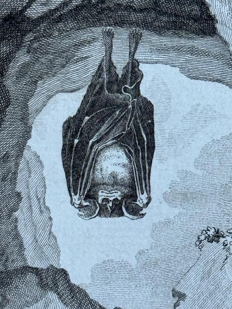 1770 - Hoefijzerneuzen vleermuis. La Fer a cheval - P0745, Antiek en Kunst, Ophalen of Verzenden, Ets, 1700 - 1799