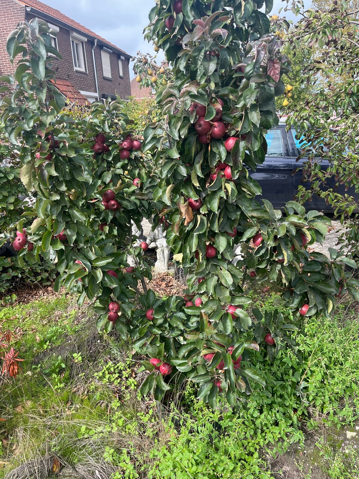 Appelboom met uniek rood vruchtvlees, Tuin en Terras, Overige soorten, Lente, 250 tot 400 cm, Ophalen