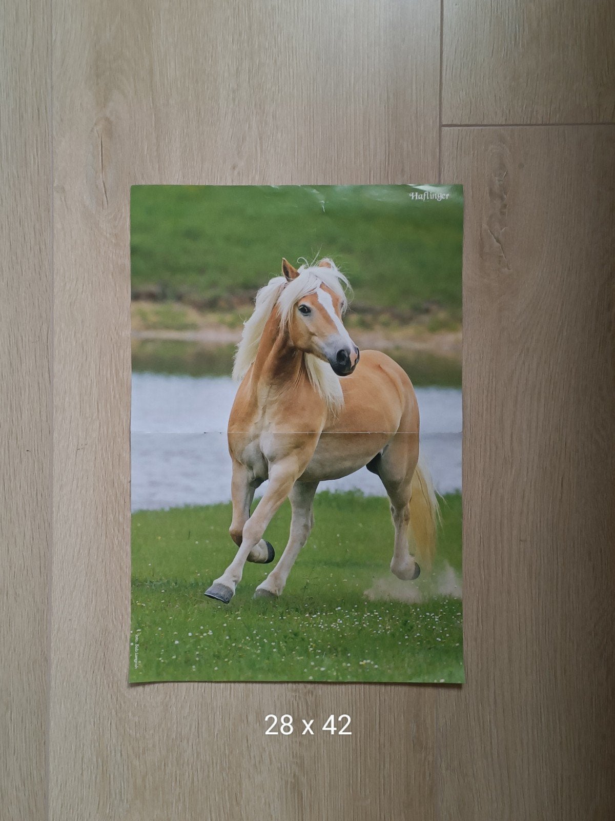 Paarden poster Haflinger, Verzamelen, Ophalen of Verzenden, Zo goed als nieuw, A1 t/m A3, Dier of Natuur