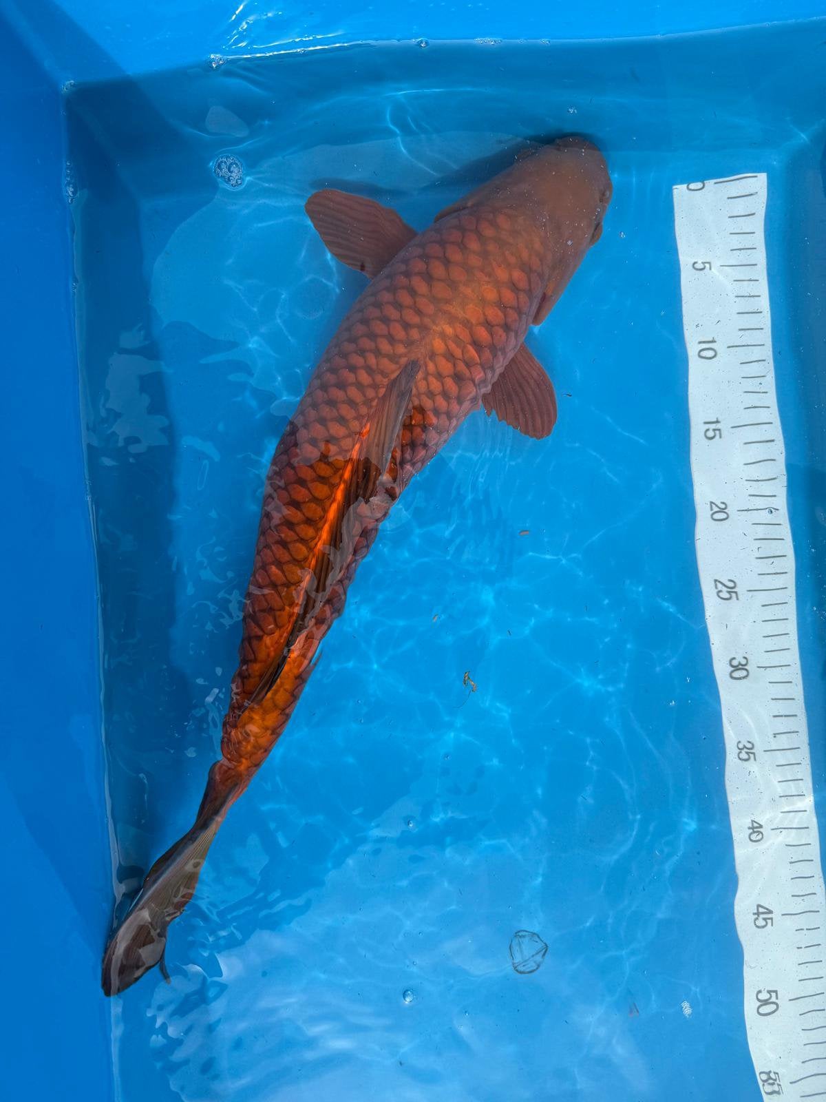 Mooie Chagoi, Karper of Koi