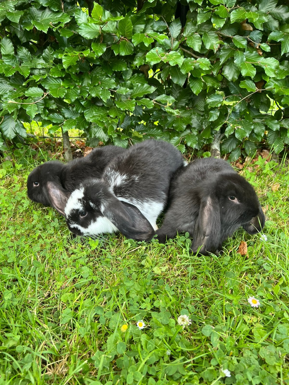 Lieve Franse hangoren, Dieren en Toebehoren, Meerdere dieren, Groot, Hangoor