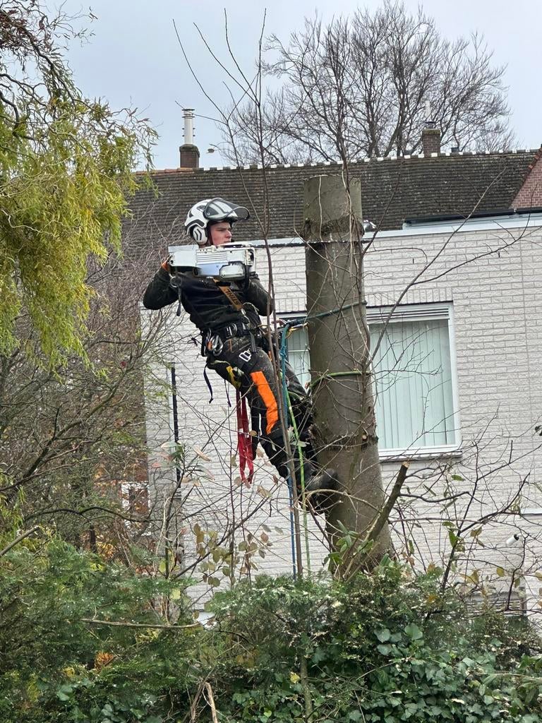Boom kappen, vellen, verwijderden, snoeien, Diensten en Vakmensen, Tuinmannen en Stratenmakers, Tuinonderhoud of Snoeiwerk