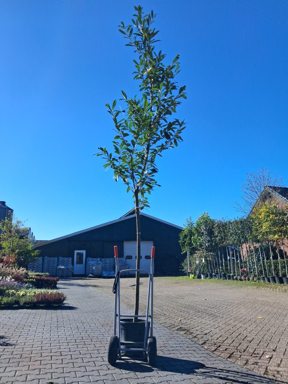 Actie! Hoogstam Laurier - Groenblijvende Boom, Halfschaduw, Ophalen of Verzenden, 100 tot 250 cm, In pot