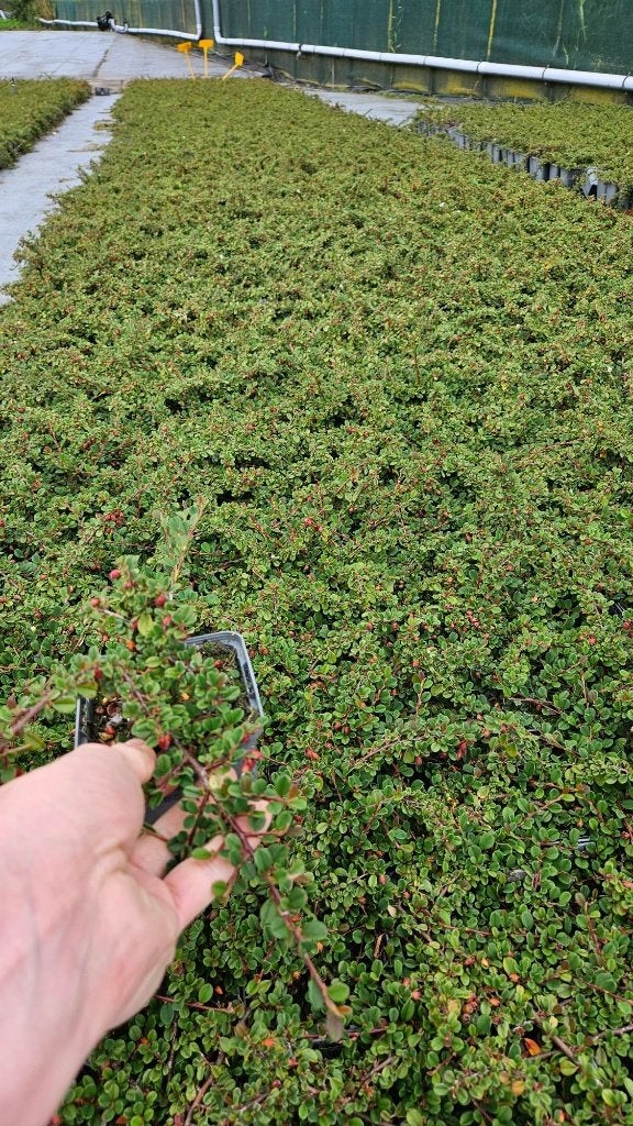 Cotoneaster - dwergmispel - Streibs Findling - winterhard, Tuin en Terras, Planten | Tuinplanten, Ophalen of Verzenden, Vaste plant