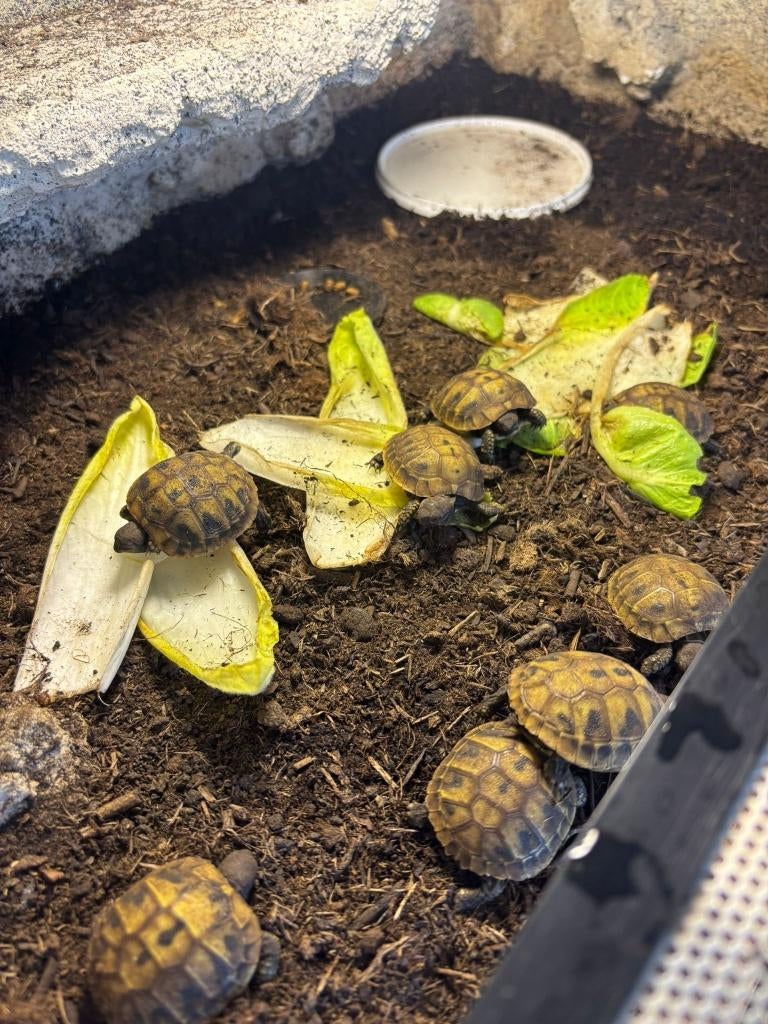 Griekse landschildpad Testudo Hermanni Boettgerri, Dieren en Toebehoren, Schildpad, Met terrarium, 0 tot 2 jaar