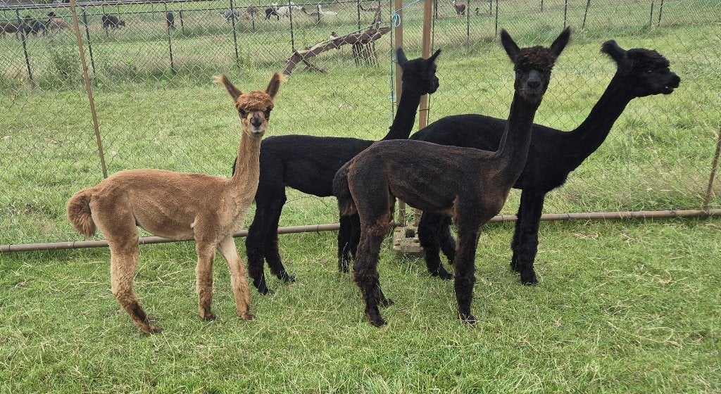 4 Alpaca hengst veulens van 2025 te koop, Dieren en Toebehoren, Overige Dieren, Juli, Mannelijk