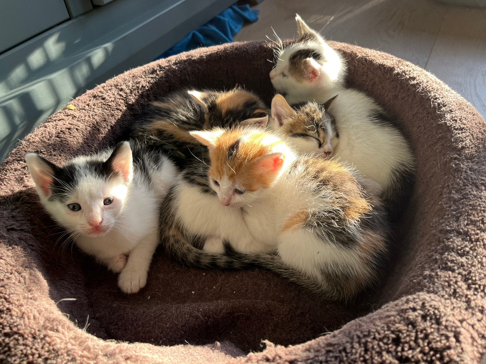 Kittens; lapjes en tijgertjes, Dieren en Toebehoren, Meerdere dieren