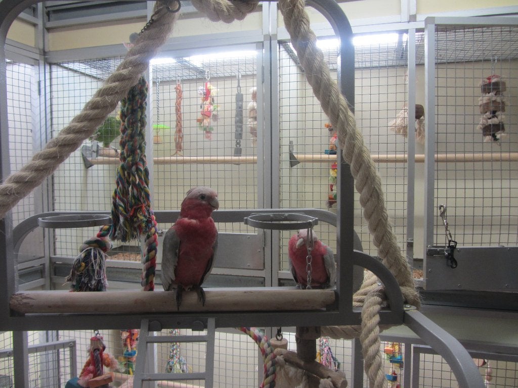 Rose Kaketoe, Dieren en Toebehoren, Vogels | Parkieten en Papegaaien, Meerdere dieren, Papegaai, Tam