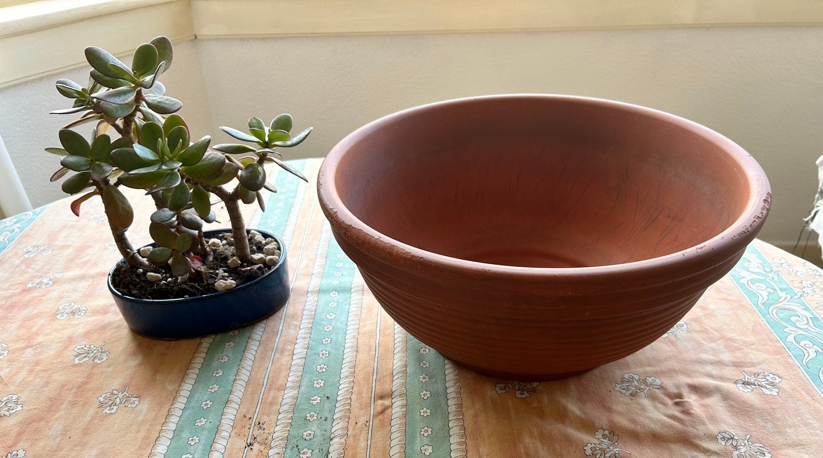 Terracotta grote plantenschaal, Ophalen, Halfschaduw, Minder dan 100 cm
