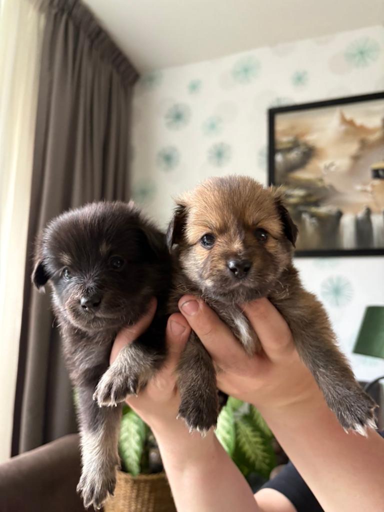 POMCHI x DWERGKEES “pomeriaan” pups (gezond nest), Parvo, 8 tot 15 weken, Meerdere, Meerdere dieren