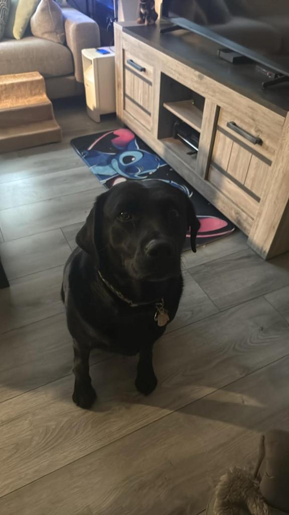 Lieve labrador, Dieren en Toebehoren, Parvo, België, Particulier, Teef
