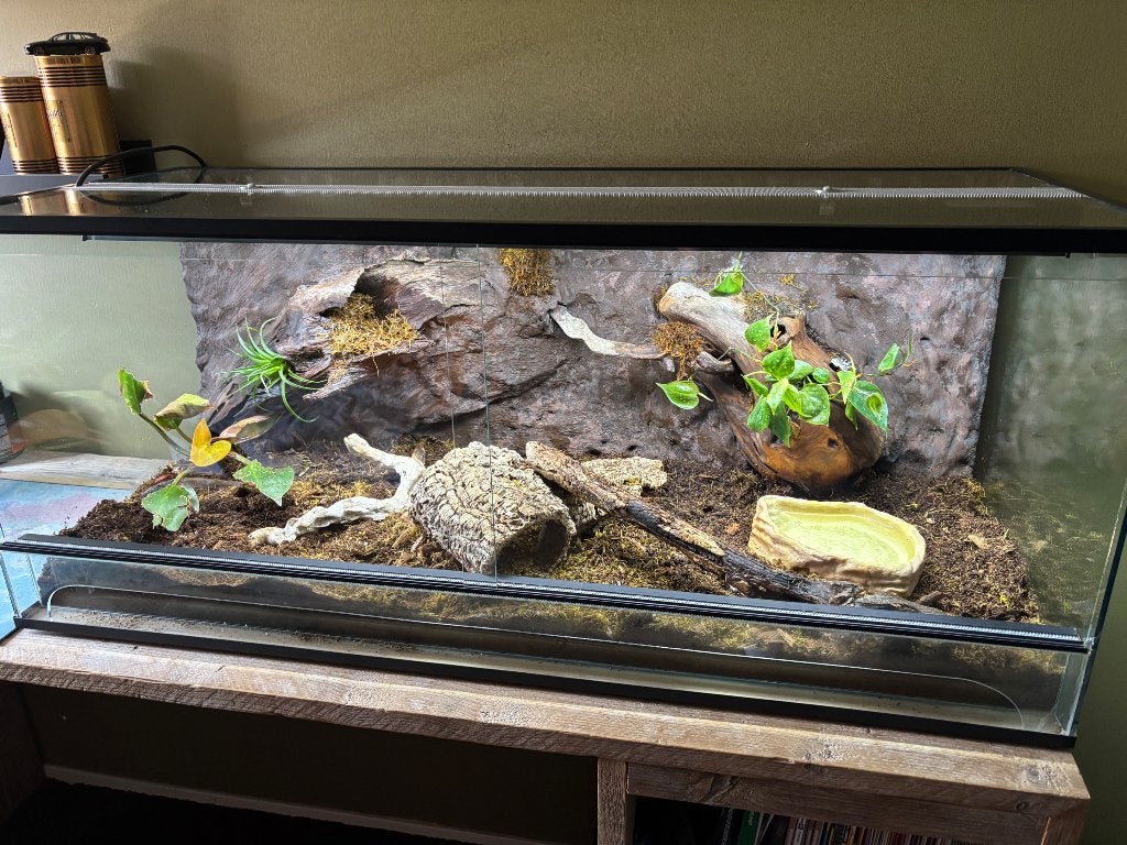 Blauwtongskink+terrarium Blue Tongue Skink photo 3