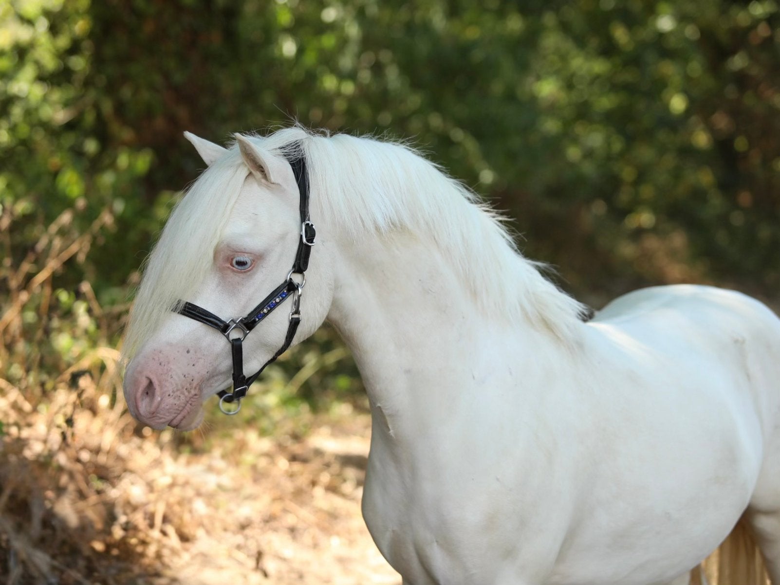 Prachtige b en c pony’s, Dieren en Toebehoren, Merrie, Met stamboom, 3 tot 6 jaar, C pony (1.27m tot 1.37m)