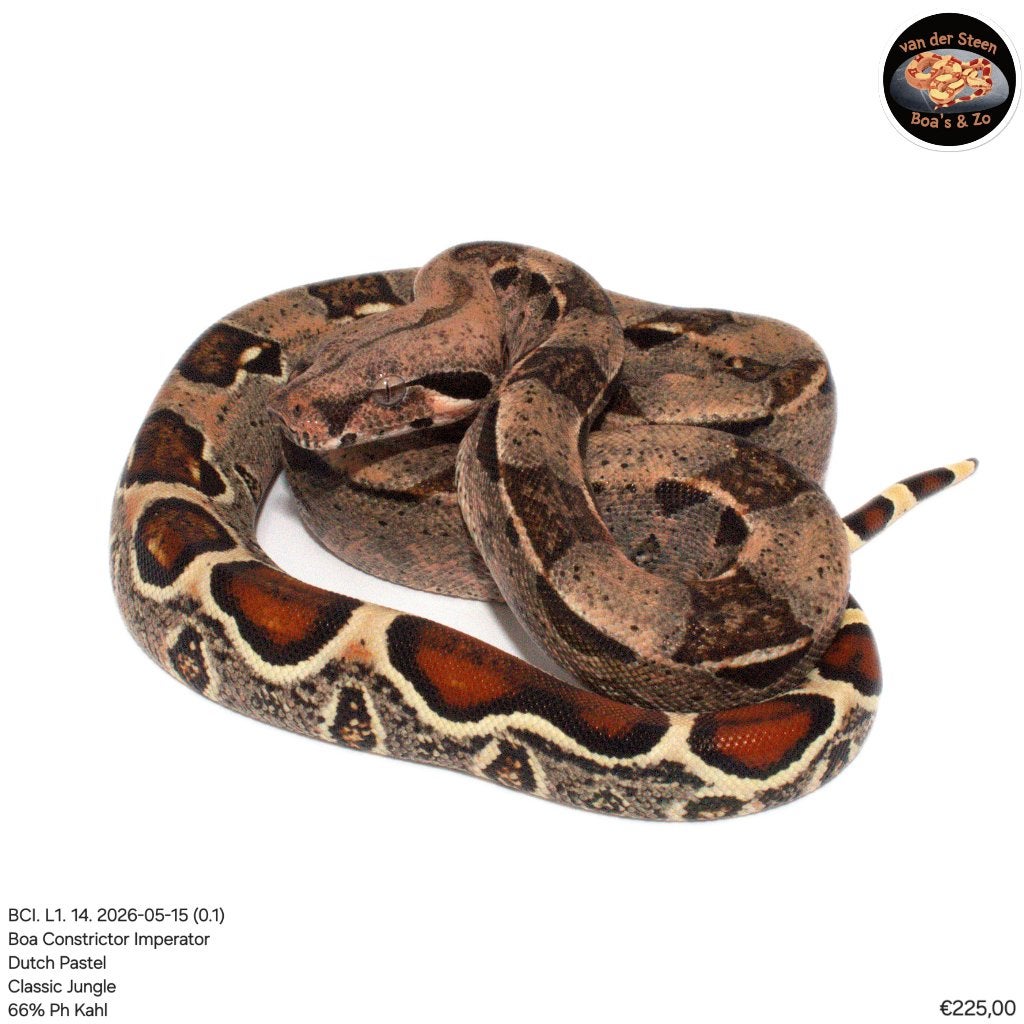 Boa Constrictor Imperator Litter 01 2026 Boa Constrictor photo 10