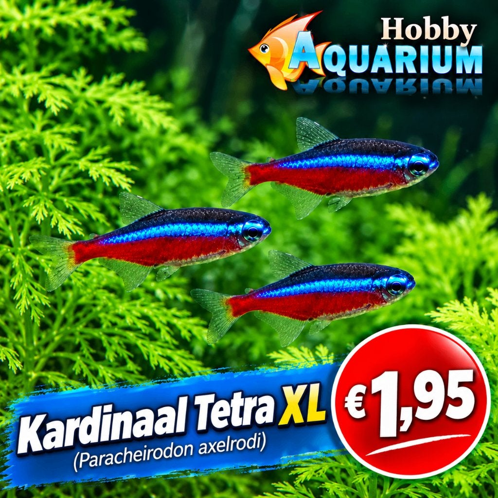 Hobbyaquarium  Kardinaal tetra xl, Vis, Zoetwatervis, Schoolvis