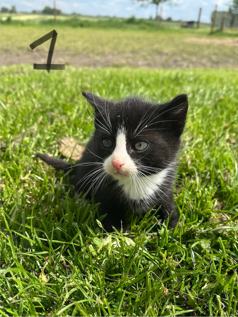 Lieve kittens te koop 2 beschikbaar, Dieren en Toebehoren, Katten en Kittens | Overige Katten, Meerdere dieren