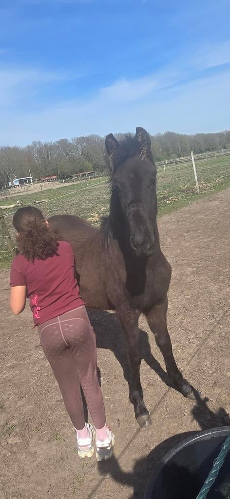 Uniek Warlander hengstveulen, Dieren en Toebehoren, Paarden, Minder dan 160 cm, Dressuurpaard, 0 tot 2 jaar, Hengst