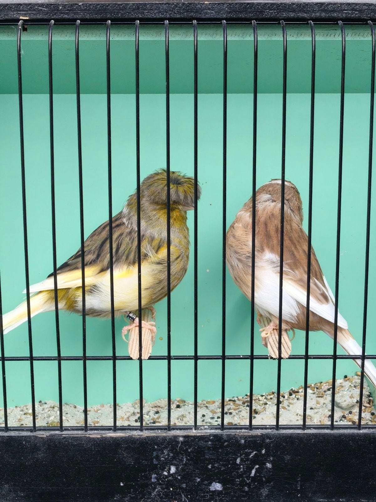 Gloster couple 2025, Mannelijk, Postuurkanarie