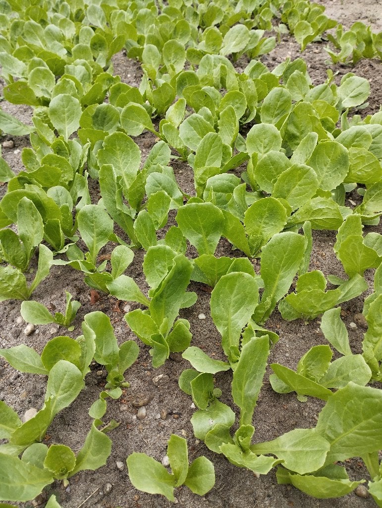 andijvieplanten 10cm  slaplanten 10cm winterandijvie, Ophalen, Overige soorten, Volle zon