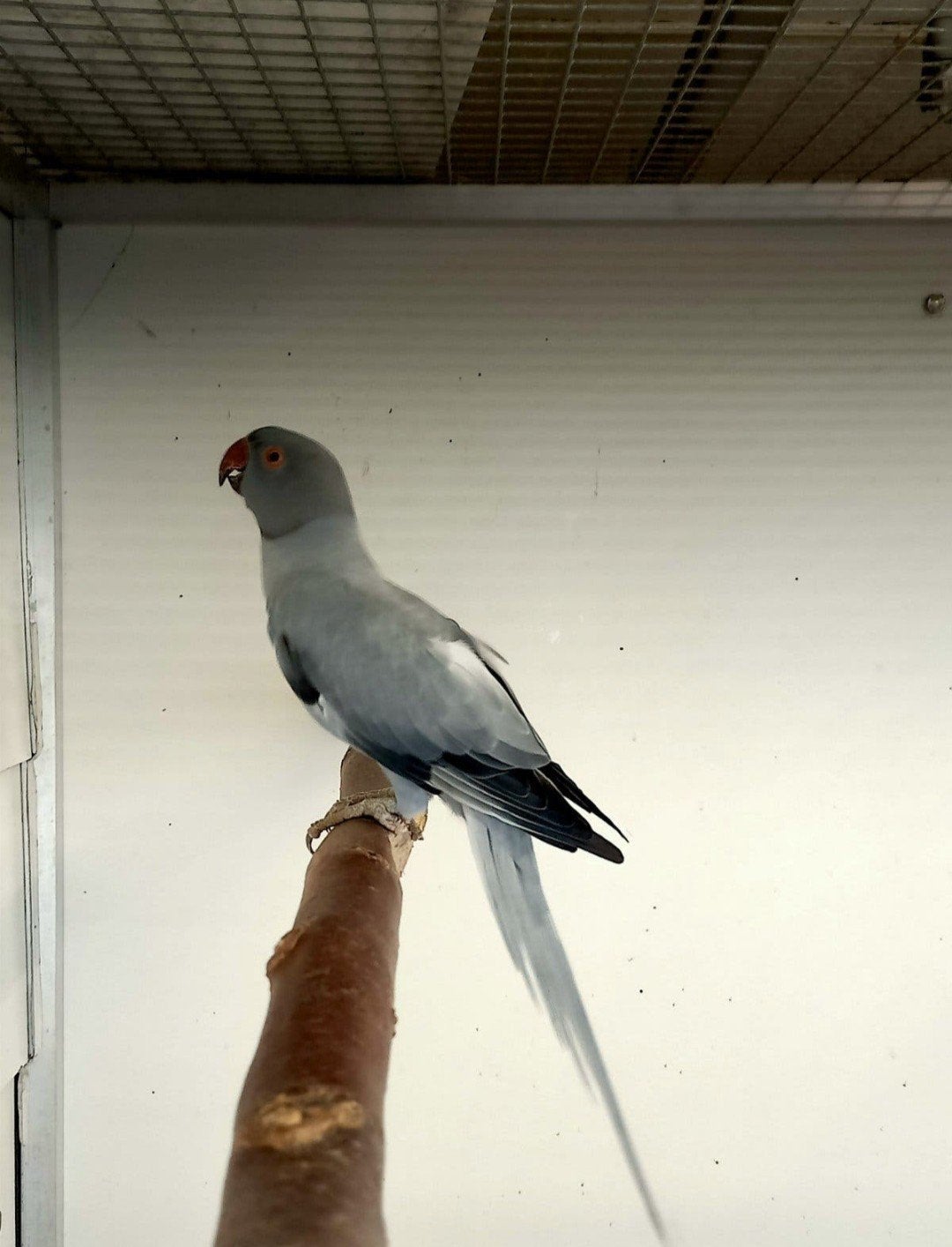 Opaline Violet Mauve split Bleekstaart pop van 2023, Dieren en Toebehoren, Vrouwelijk, Parkiet, Geringd