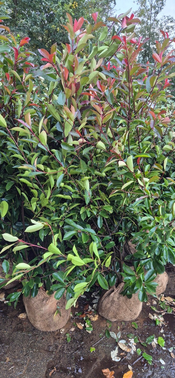 Glansmispel (Photinia Fraseri Red Robin)  maat 150-175, Overige soorten, Volle zon, Vaste plant, Ophalen of Verzenden