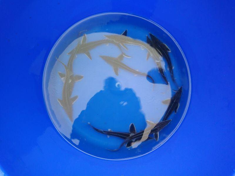 Beide pinksterdagen geopend sterlet steur 20-25 cm €15.00, Steur