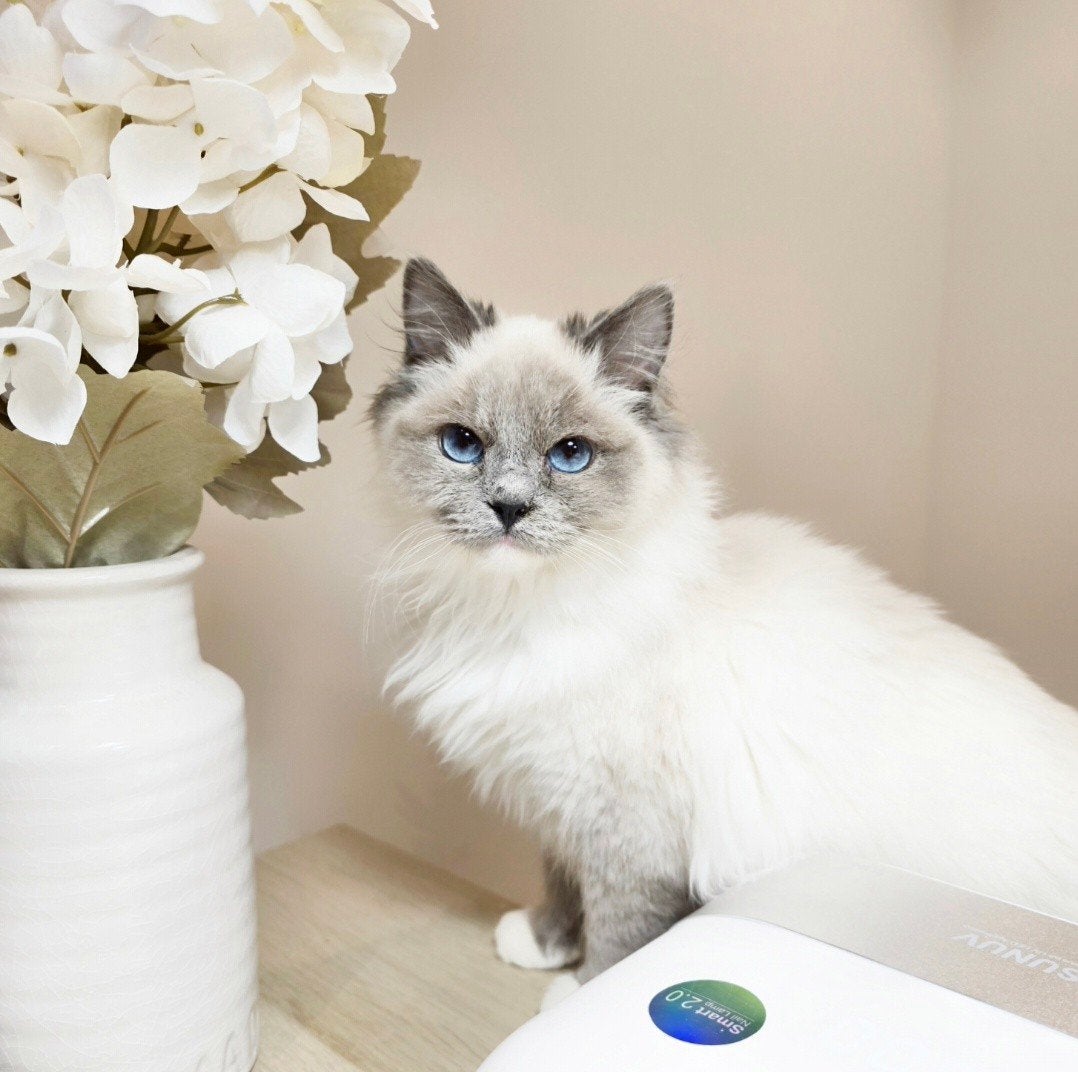 Lieve Ragdoll met stamboom | 1 jaar, Dieren en Toebehoren, Katten en Kittens | Overige Katten, Poes, 0 tot 2 jaar