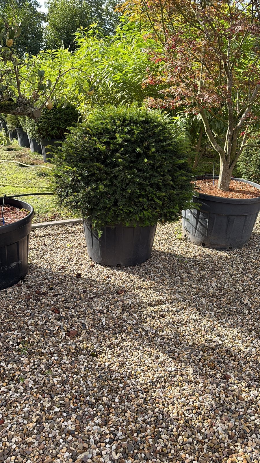 Taxus bollen leverbaar tot 200 cm. Prijs vanaf euro 40,-., Ophalen of Verzenden, Taxus, Struik, 100 tot 250 cm