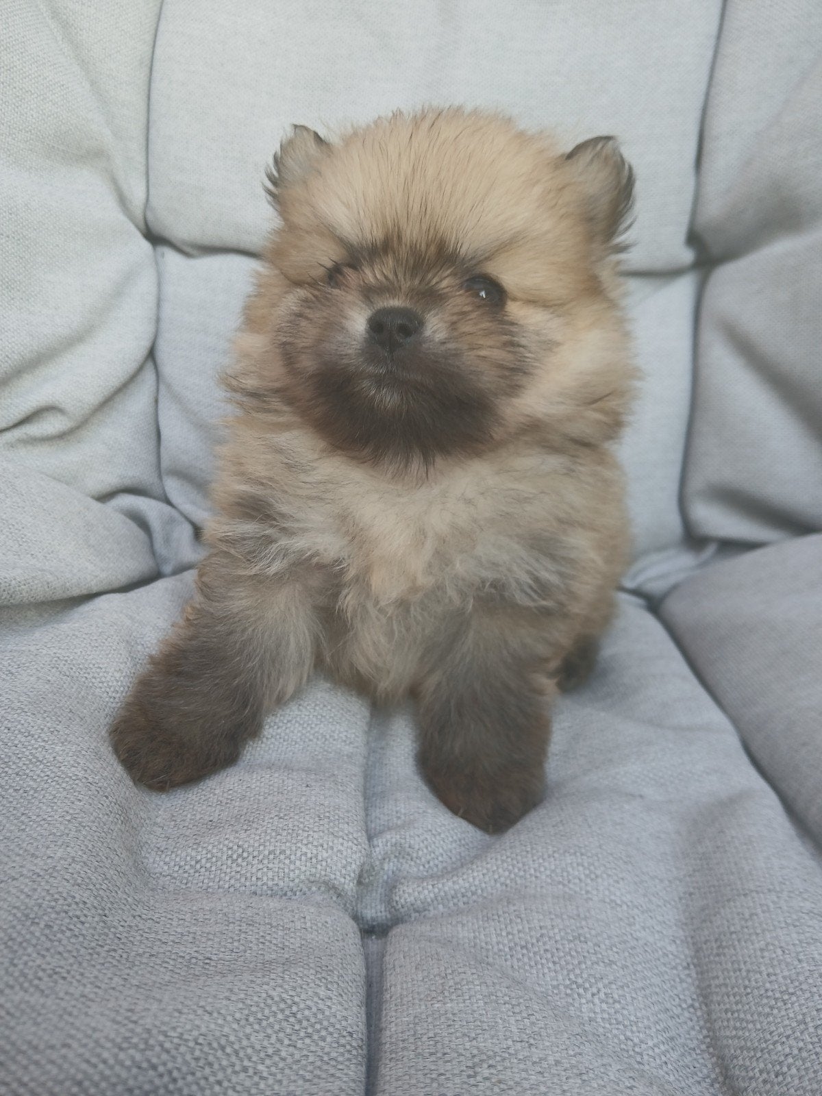 pomeriaan minibearface., Reu, 8 tot 15 weken, Eén hond, Nederland
