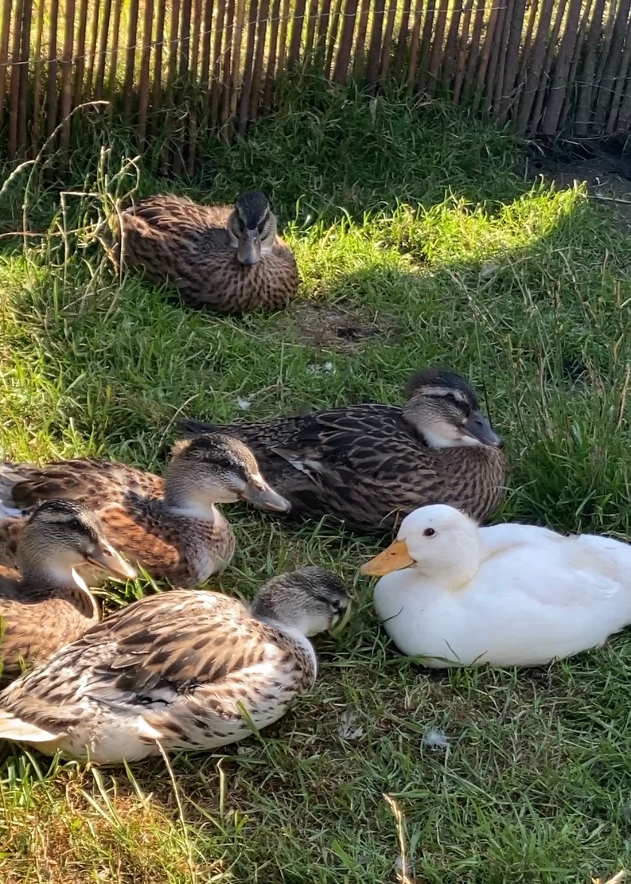 Groep kwaker eendjes zoeken nieuw huisje, Dieren en Toebehoren, Pluimvee, Meerdere dieren, Eend