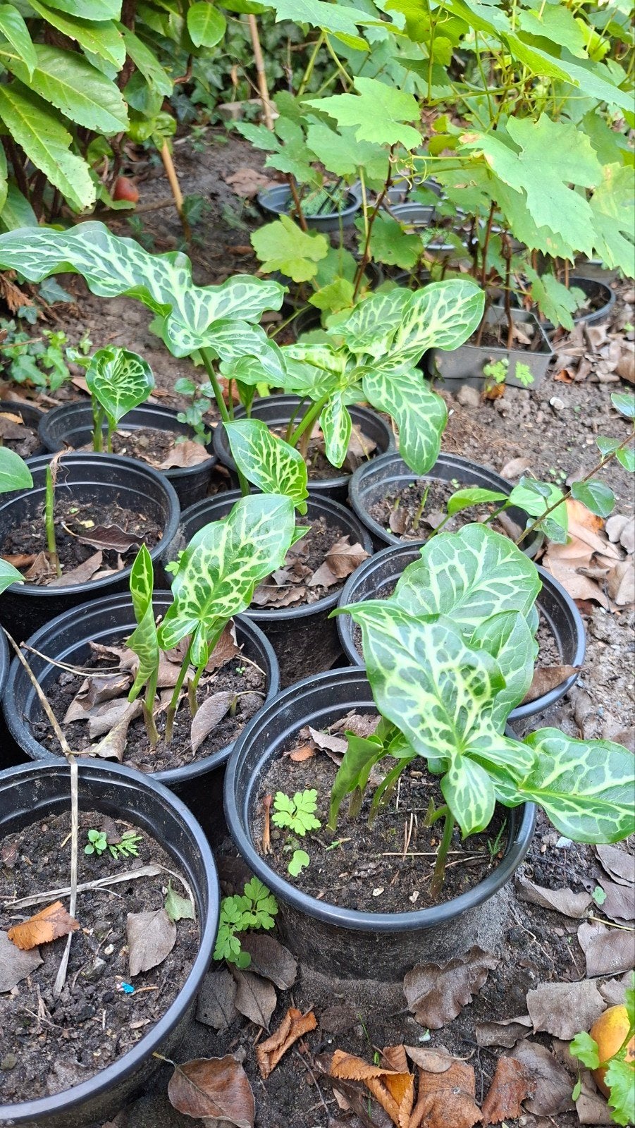 aronskelk wilde, Tuin en Terras, Ophalen, Overige soorten, Halfschaduw