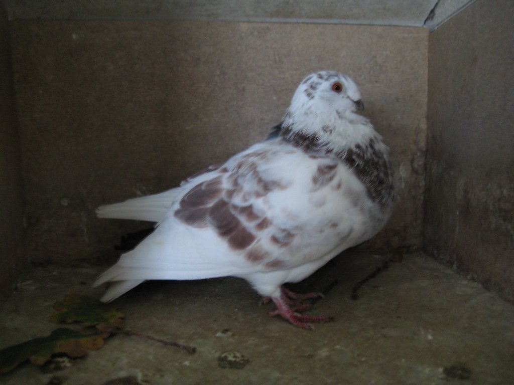 Balear kroppers, Dieren en Toebehoren, Meerdere dieren, Kropper