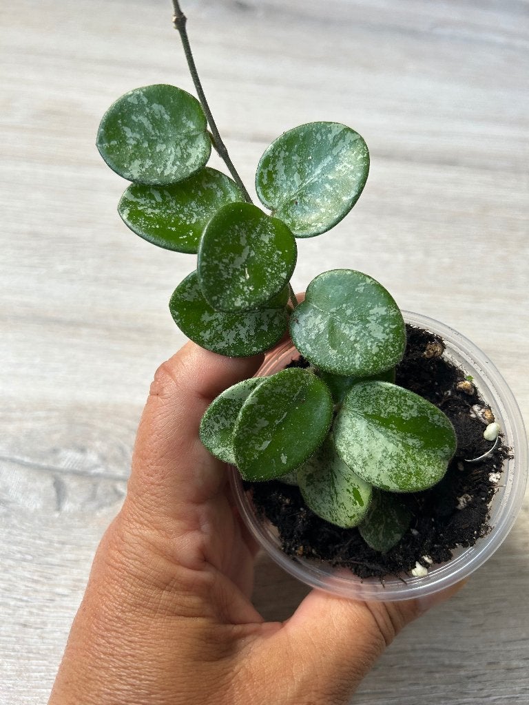 Hoya Mathilde splash, Huis en Inrichting, Kamerplanten, In pot, Minder dan 100 cm, Bloeiende kamerplant, Halfschaduw
