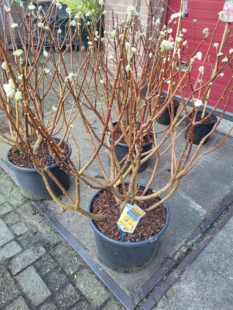 Edgeworthia papierstruik, Ophalen of Verzenden, Volle zon