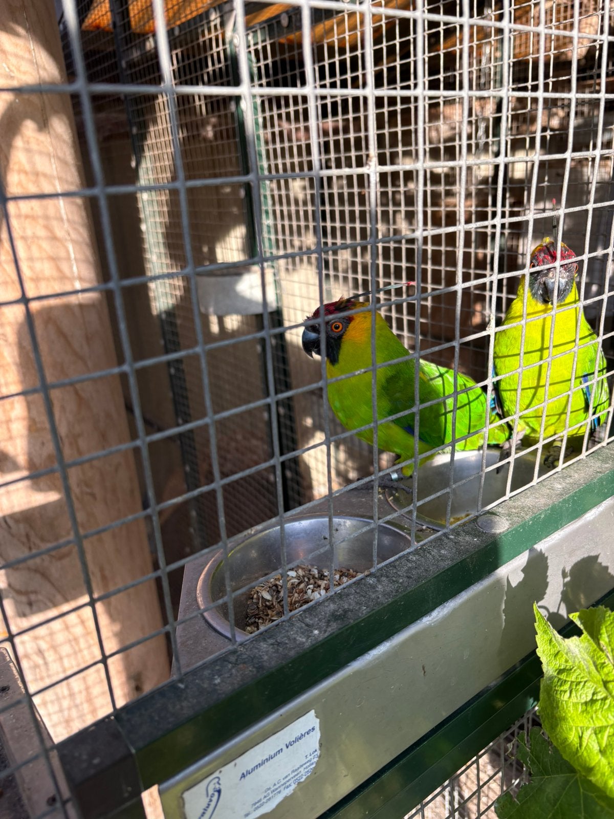 Hoornparkieten, Meerdere dieren, Parkiet