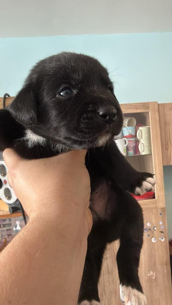 Kruising Bernsky / Friese Langhaar pups, 8 tot 15 weken, Meerdere, Meerdere dieren, Nederland