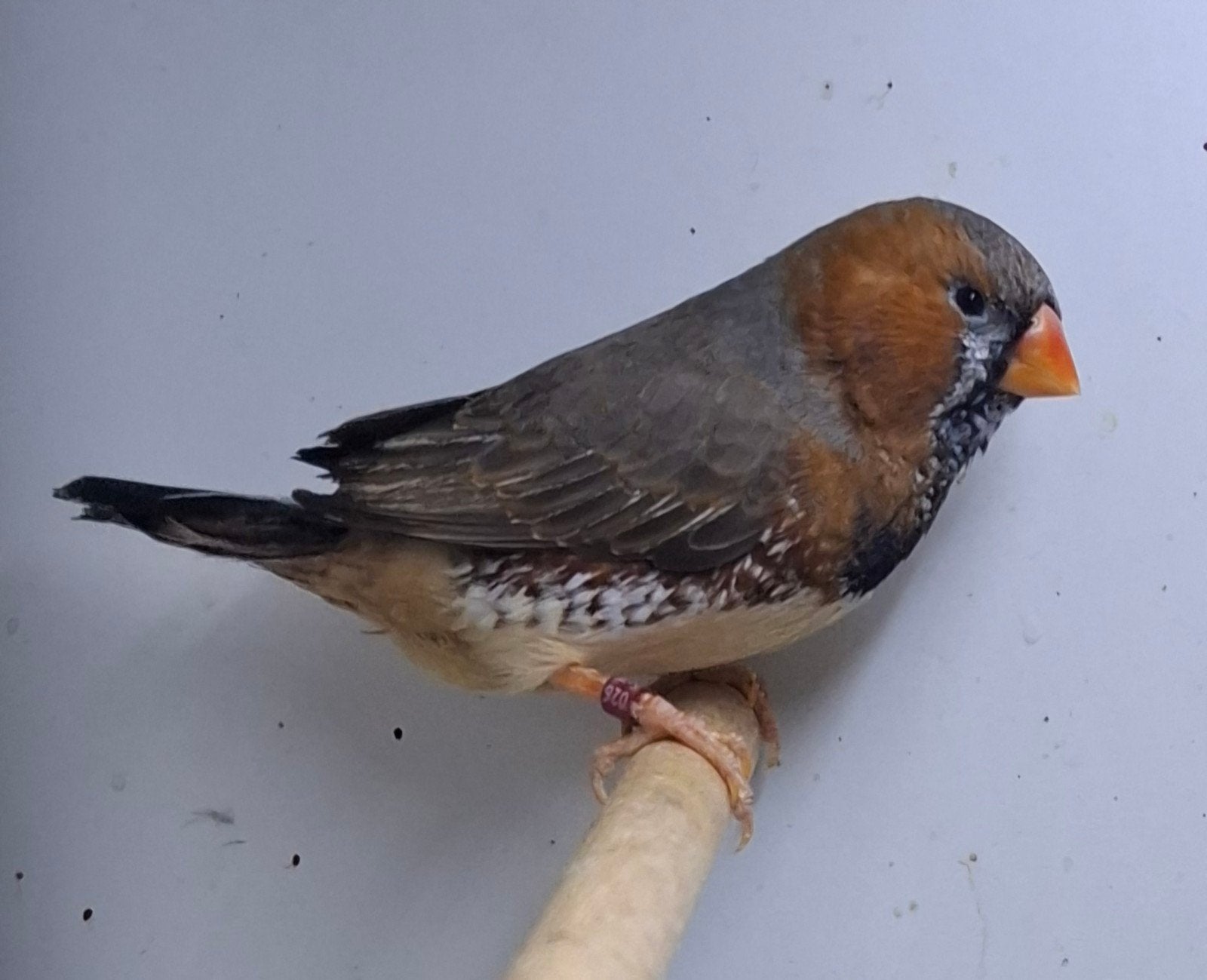 Zebravinken, Dieren en Toebehoren, Meerdere dieren, Tropenvogel, Geringd