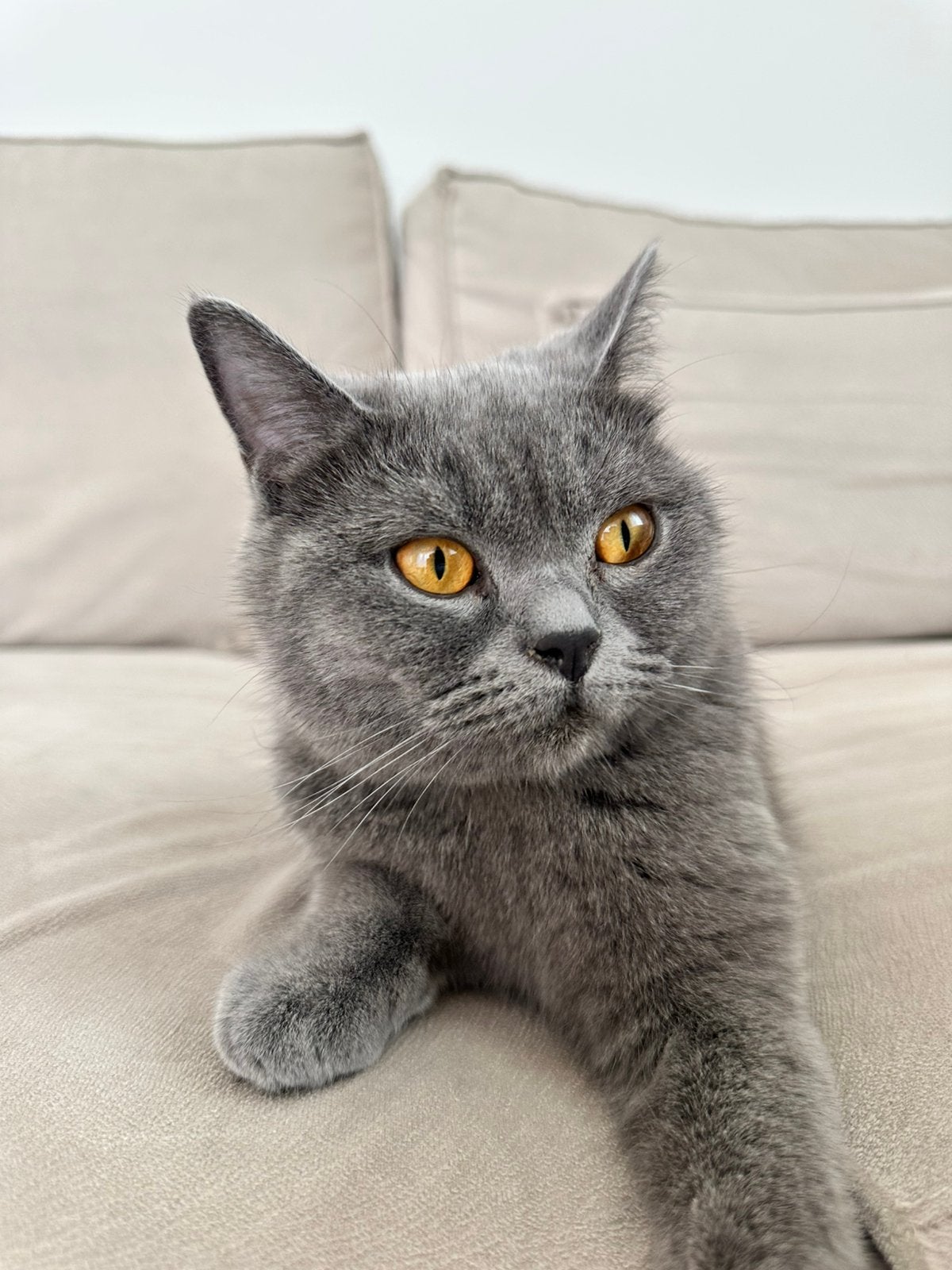 Britse korthaar poes zoekt zsm een nieuwe thuis, Poes, Gechipt, 0 tot 2 jaar