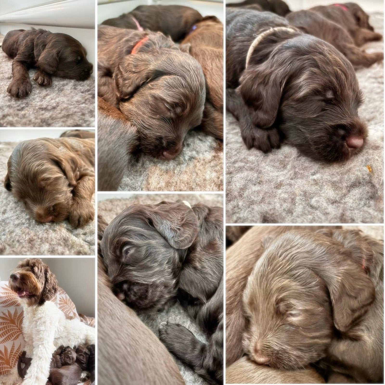 Prachtige Australian Labradoodle Pups donkerbruin reu, Dieren en Toebehoren, Parvo, Reu, 8 tot 15 weken, Meerdere