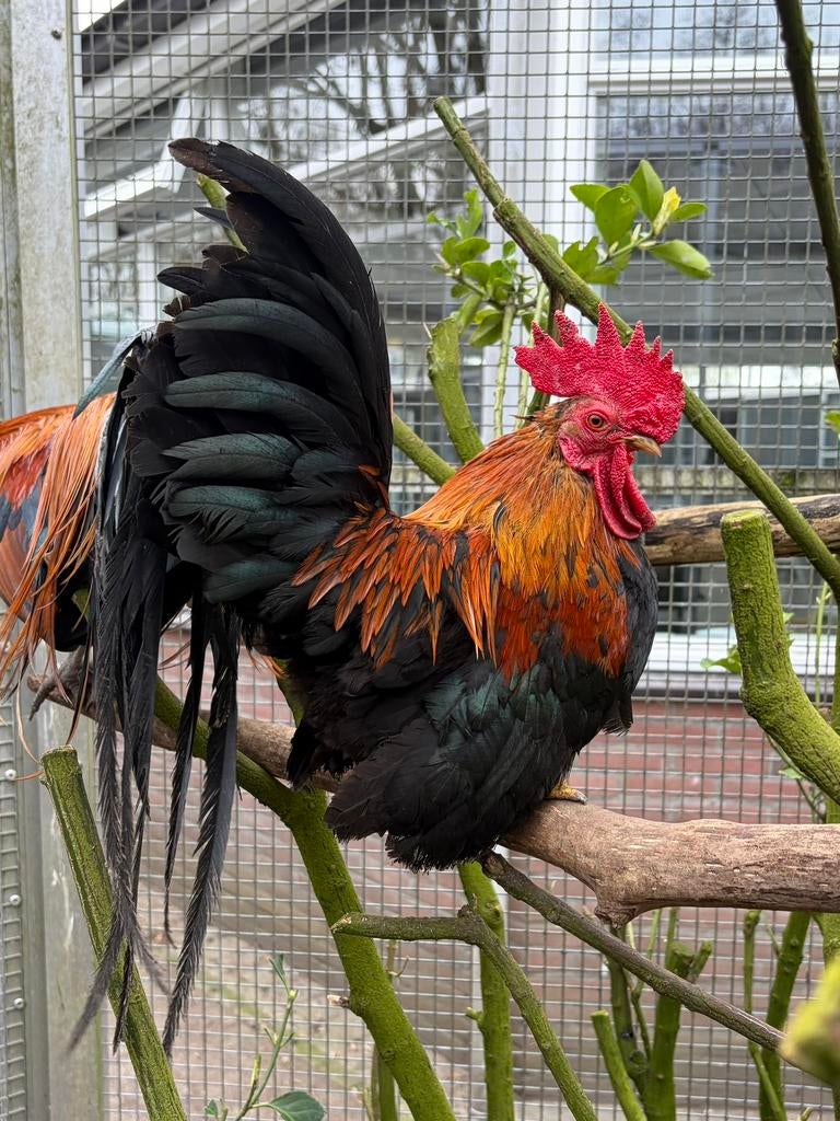 Koen, tarwe Chabo haan, Dieren en Toebehoren, Mannelijk, Kip