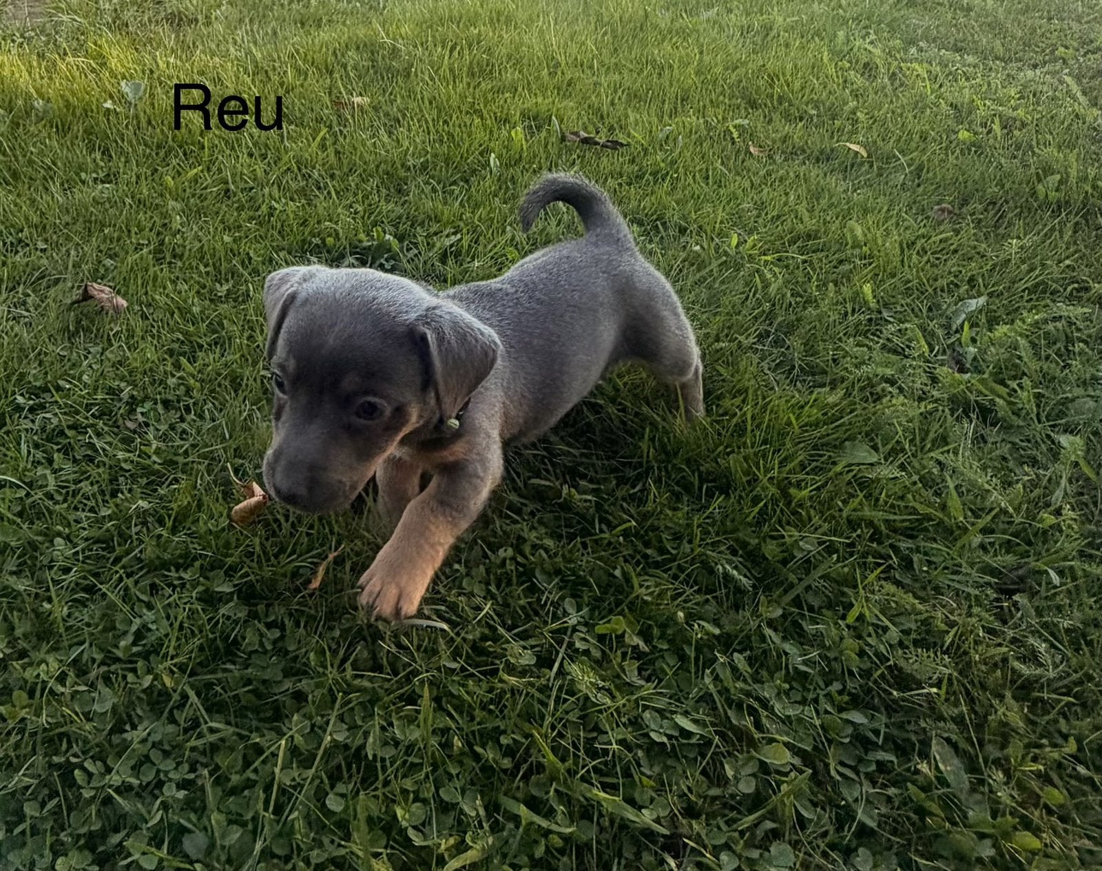 Leuke blue and tan jack russels te koop, Jack Russell Terriër, 8 tot 15 weken, Meerdere, Meerdere dieren