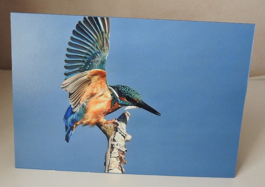 Kaart IJsvogel, Verzenden, Nieuw, Dieren