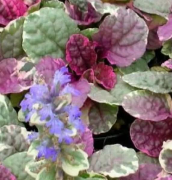 Ajuga rep Burgundy Glow P9, Ophalen of Verzenden, Vaste plant, Bodembedekkers, Halfschaduw
