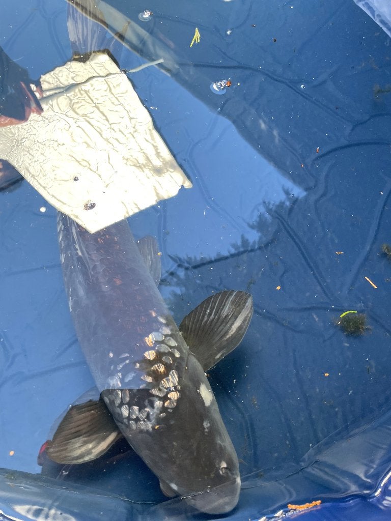 chagoi Japanse koi, Dieren en Toebehoren, Karper of Koi