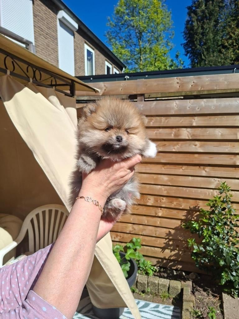 Pomeriaan pups super mooi Reu!!, Dieren en Toebehoren, Keeshond, Reu, Meerdere, Nederland