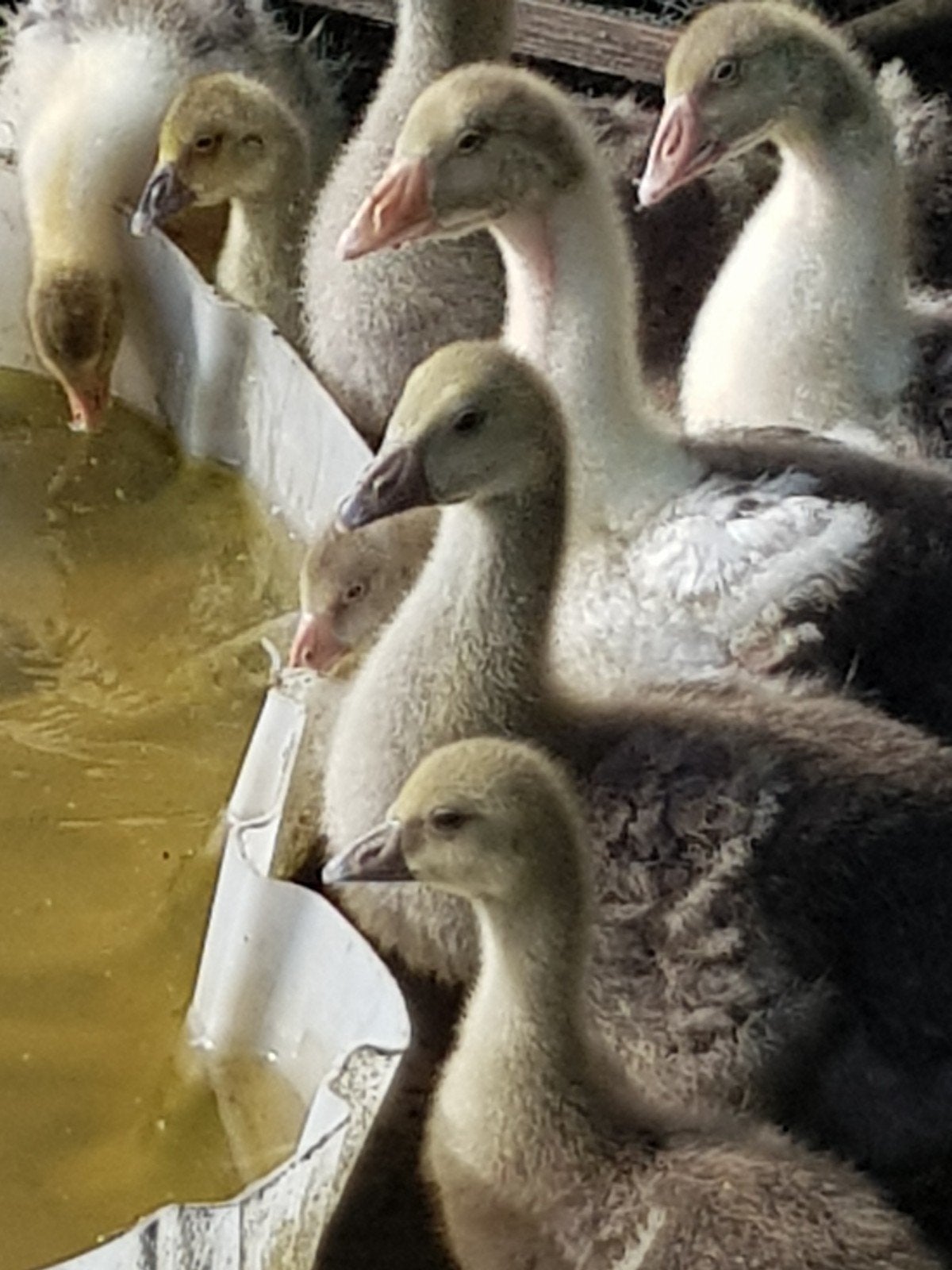 Jonge pommer gansjes, Dieren en Toebehoren, Meerdere dieren, Kip