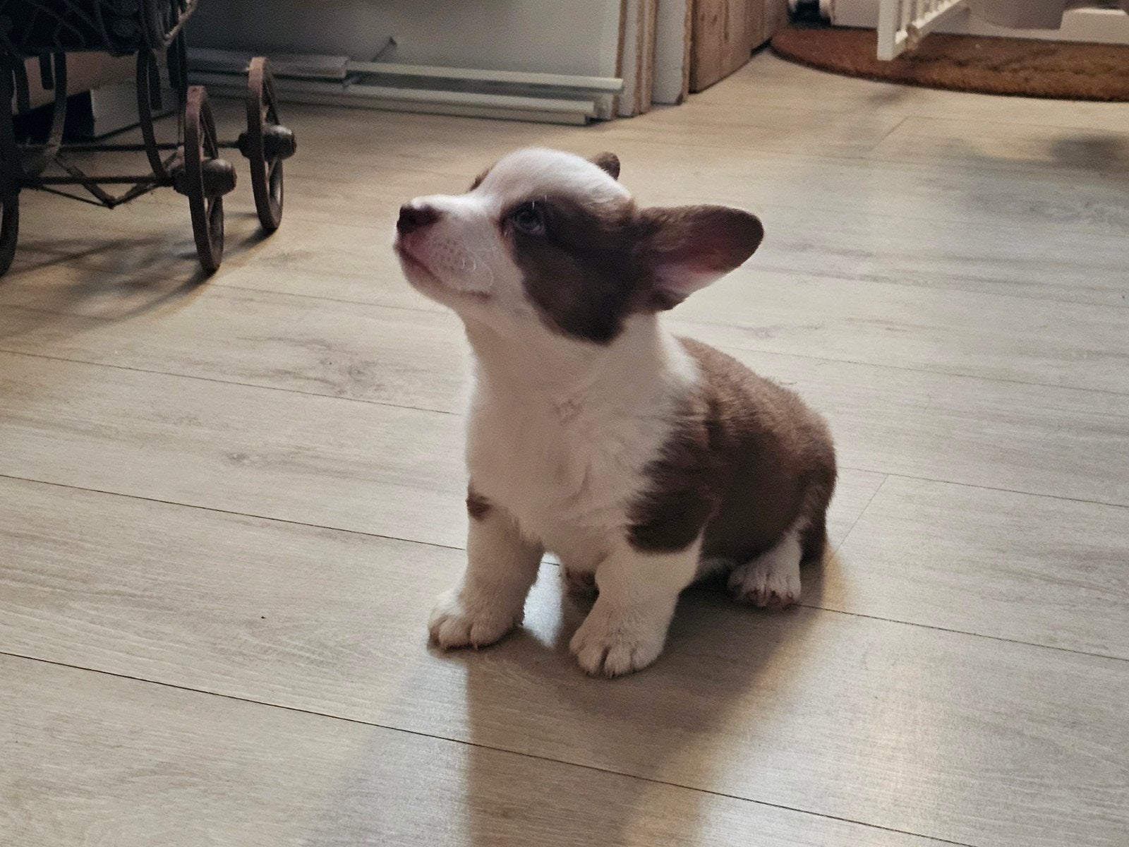 2 welsh corgi cardigan pups zoeken fijn mandje, Dieren en Toebehoren, Honden | Herdershonden en Veedrijvers, HCC (leverziekte)
