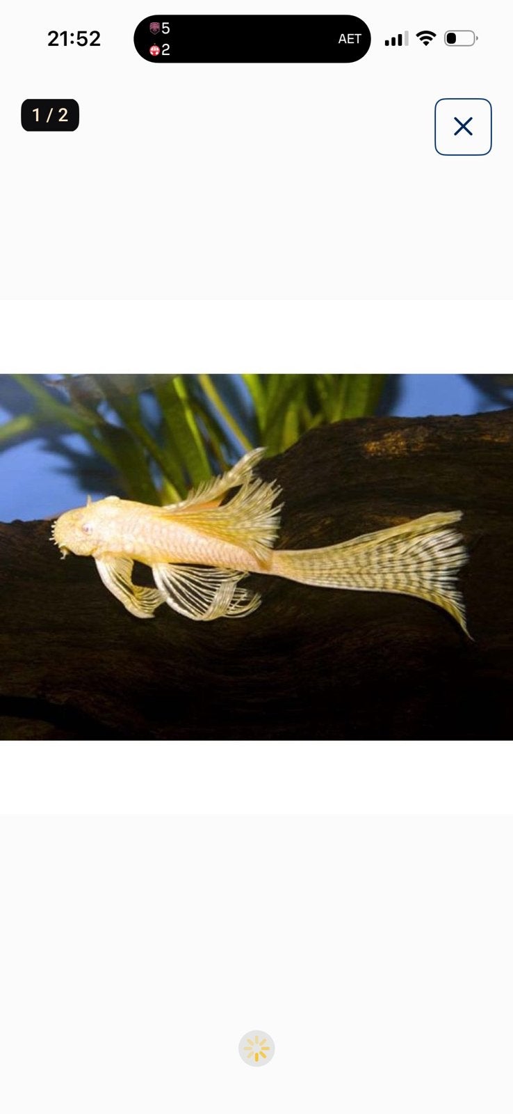 Prachtige Ancistrus Gold Longfin algeneters (3cm), Vis