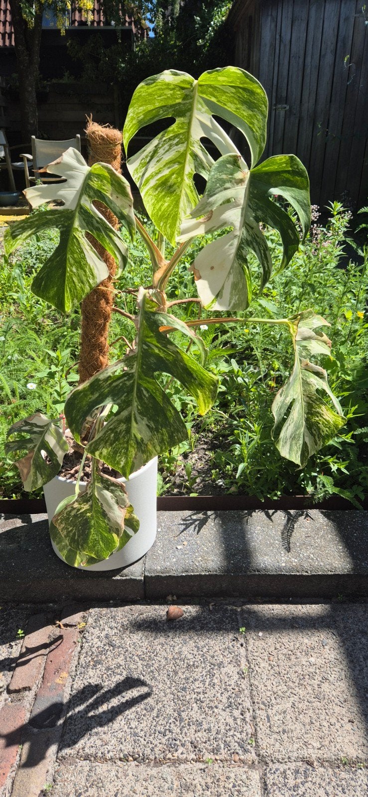 Monstera albo hydro cultuur, Huis en Inrichting, Kamerplanten, Ophalen, Halfschaduw, Minder dan 100 cm