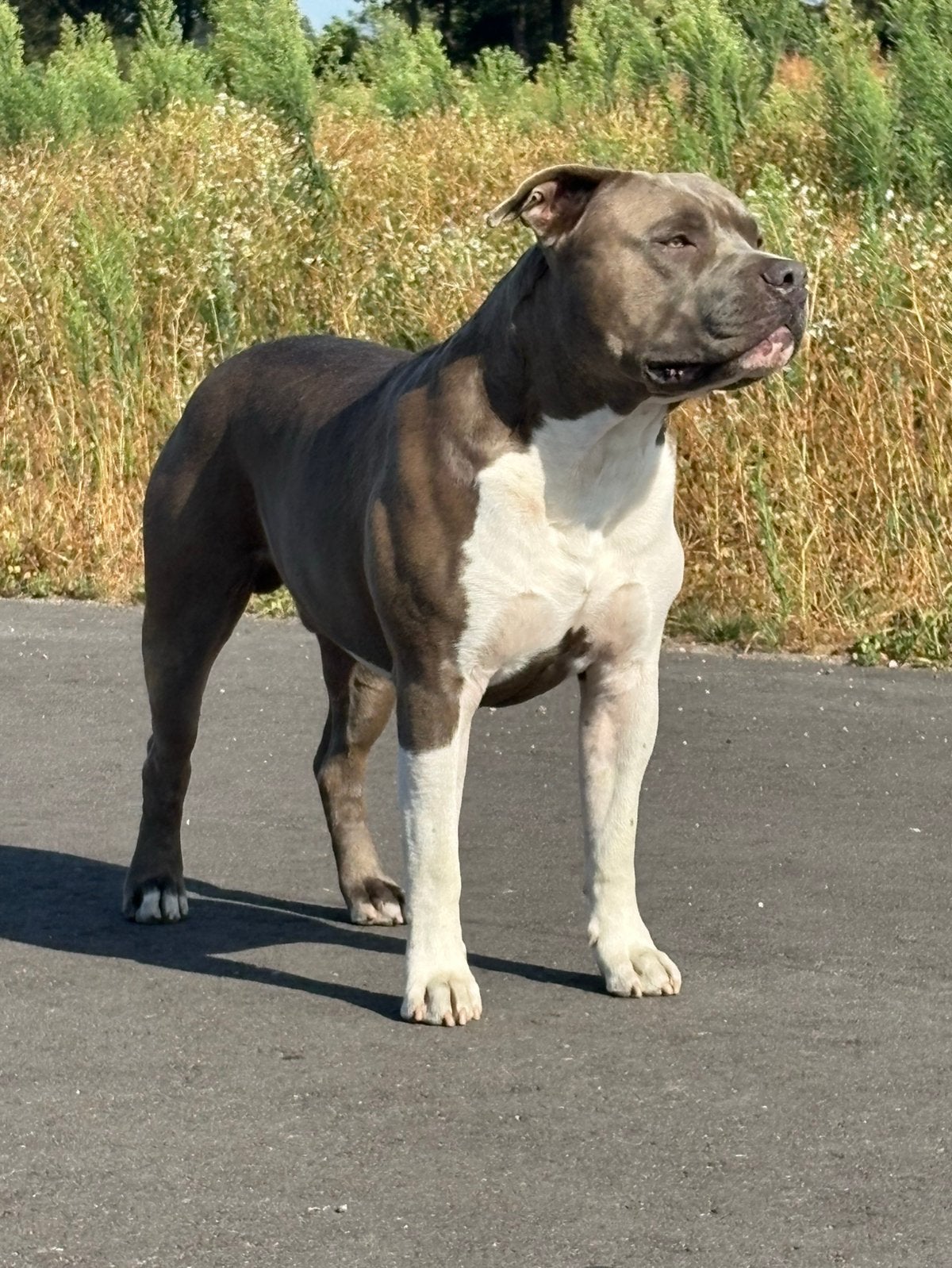 American stafford dekreu open for stud, Reu, 1 tot 2 jaar, Parvo, Eén hond